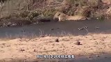 动物：雄狮面对抢夺食物的鳄鱼，颤颤巍巍，一点没有王者的风范