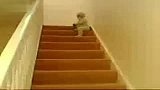 [搞笑]爆笑1岁宝宝下楼梯的超强方式
