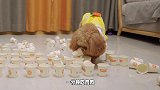 狗狗挑战100个纸杯吃牛肉，1分钟能吃多少