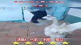 小主人打大鹅，结果被吓傻了