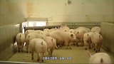 养猪王国丹麦：3个人养10000头猪，猪肉出口世界第一