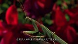 为何螳螂“母的要吃掉公的”？不是为了下一代，我们都被骗了