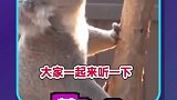 考拉是怎么叫的呢大家一起来听一下