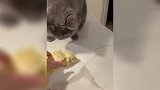 猫咪：你喂我吃的是啥？