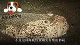 波波鱼原来长得这么丑，而且还柔弱无骨，网友：虽然丑但是很温柔