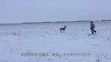 麋鹿见到雪很开心，竟然把自己鹿角蹦掉了，站在原地一脸懵逼