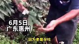 暖心！女子孕吐想吃荔枝 被老公说矫情，公婆知道后十几年间种出一片荔枝果园荔枝