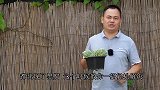 夏天多肉黑腐了，教你一招小技巧，剪一刀解决