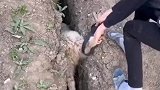 小羊你可小心点吧，一个地方栽倒两次