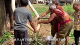世界上“最土豪”动物，牙齿比黄金还值钱，一颗能换10辆跑车！