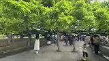 千年榕树究竟有多壮观？一棵树，独木成林，宛如绿色“天空之城”。网友：震撼又治愈！