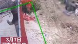 危险 小男孩用石头持续挑衅大型犬，被大狗冲出铁门扑倒惊险一幕