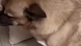 我家的两个忠犬，哪怕往死里揍，也不会反抗！