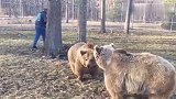 大叔和两只棕熊躲猫猫，棕熊还会跟大叔撒娇，谁还不是个宝宝呀