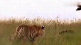 知名虎王罗恩在非洲秒杀一切动物，不惧怕任何雄狮