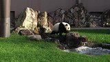 大熊猫的游乐场所，基本上都是它自己在自嗨