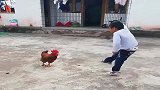 小男孩主动招惹公鸡，眼前的这一幕，真是太搞笑了