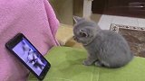 小猫咪在沙发上看手机里的猫咪视频，看看它有什么有趣的反应？