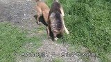 狗子不怀好意，大黄狗却也不好惹，一旁母狗急得“不知所措”