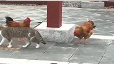 狸花猫：你敢让我瞎，信不信我让你进肯德基