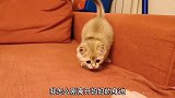 初出茅庐的小奶猫，跟主人第一次亲密接触，猫妈妈一旁默默守护