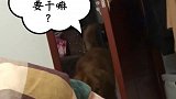 在家里叫其他狗子的名字，自家狗子的反应也太过激了吧……
