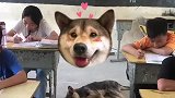 旺财学长又不好好学习，就知道在睡觉