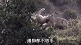 几头狮子捕获了一头水牛 结果狮群撕咬了起来 水牛命大逃跑了！