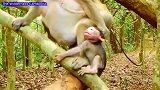 猴妈居然这样对待自己的孩子，难道不是亲生的