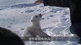 小北极熊被妈妈狠心抛弃，碰到探险家救援，却遭到猛烈攻击！