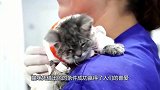 猫咪被主人虐待，幸好被抢救了下来，真的是太可怜了