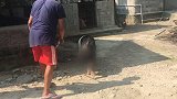 这八戒对着小伙伴的肚子拱来拱去的，真滑稽