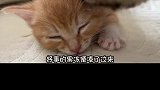 猫咪版的“联吴抗曹”