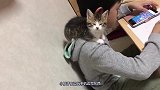 一开始猫咪在小孩子的肩膀上安分地呆着，让网友们忍不住笑了！