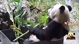 聪明的熊猫贝贝通过自己的努力，找到了好吃的，美滋滋开吃