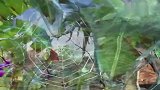 猪猪侠：小呆呆太帅了，一个人打败大反派，救出猪猪侠和超人强