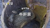 云南超大牛肝菌比腿粗，1个5斤98元