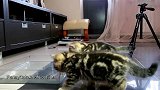在大猫旁边玩耍的小猫咪，这活泼的模样，还真是有趣！