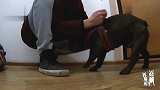 主人要带斗牛犬出门，一切准备都不用主人操心