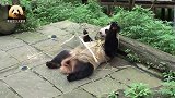 漂亮的熊猫翠翠眯起眼睛吃竹子好惬意：躺着吃才更美味哦！