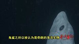 鬼鲨堪称深海奇葩：它能保存精子达数年之久 简直就是移动精子库