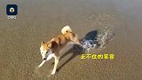 第一次看海的狗子，旋转跳跃闭着眼