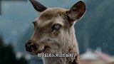 男子半夜听到“神秘怪声” 起身出去后不淡定了