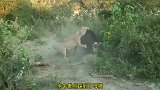 三头母狮捕杀水牛，它们技术精湛花样百出，水牛叫得撕心裂肺