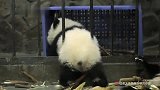 熊猫成风：小熊猫够不到竹笋，那小屁屁一扭一扭的太可爱了