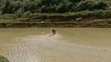 牛：我自己耕的地，我想咋地就咋地