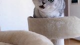 我是真正的没有人身自由的猫奴
