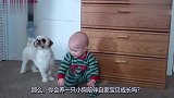 萌娃正在学习如何走路,一旁狗子之后的反应,好玩了