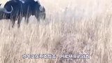 水牛一头撞上汽车，只为摆脱身后的狮子，人们还以为它自伤自残
