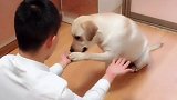 狗狗看穿了主人的把戏，为了给他留面子，努力配合演戏